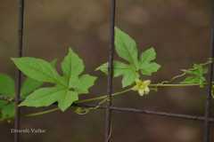 Diplocyclos palmatus